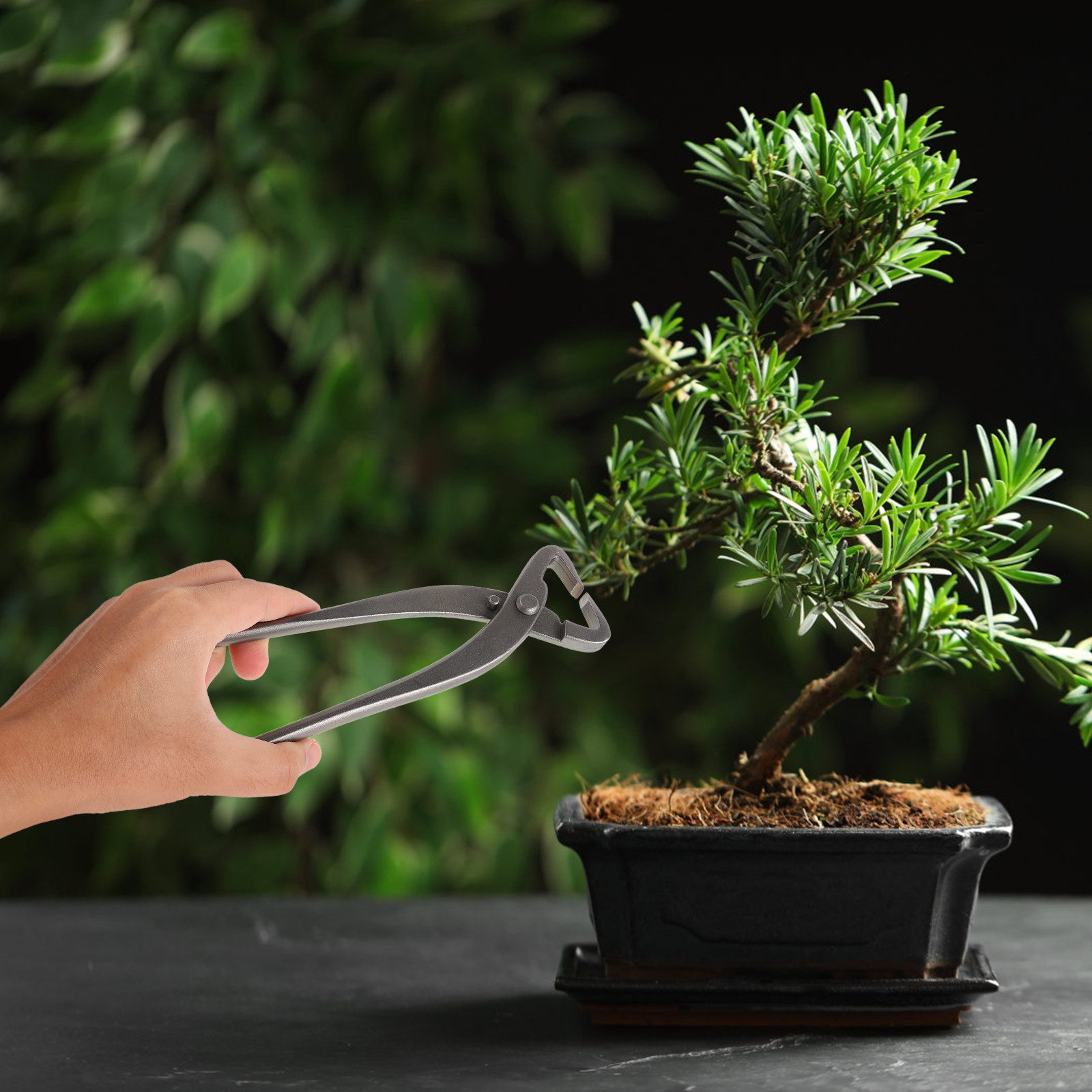 Cisailles de taille-bonsaï, sé - Bonsai Garden Knife avis et prix