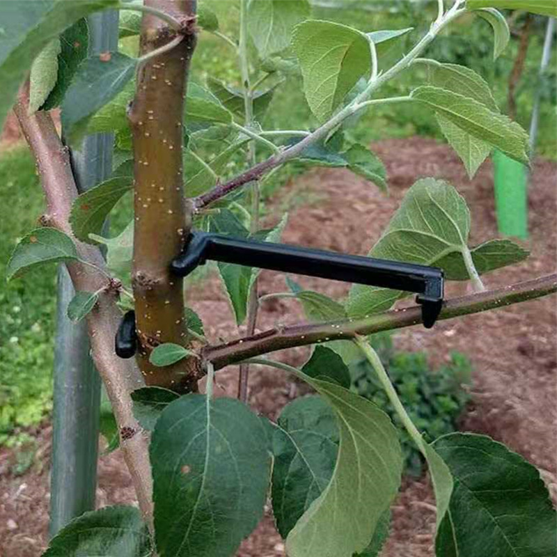 Clips pour arbres fruitiers, S - Bonsai Garden Tools avis et prix